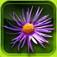 Fleurs en poche