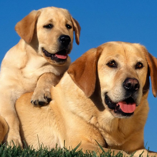 Cute dog wallpapers