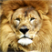 LionKing