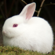 Rabbit**