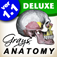 GrayAnatomy