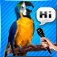 PocketParrot