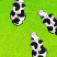 Herd-O-Cows