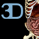 Digestive System