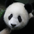 iLiveMath Animals of Asia