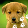 Zoo Lines