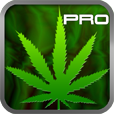 Cannabis News Pro