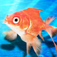 GOLDFISH SCOOPING