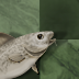 Stockfish Chess
